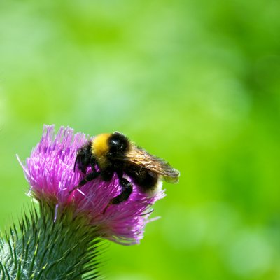 J'ai le bourdon_6812562701_l.jpg